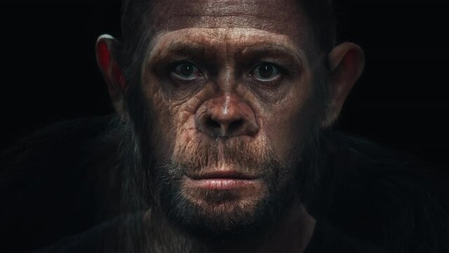 Portrait morph. Monkey turns into man. Chimpanzee (Pan troglodytes) slowly morphs into adult caucasian man (Homo sapiens)