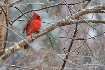 Northern Cardinal in Snow