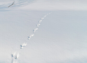 Footprints in the snow extending into the distance and a lonely twig.