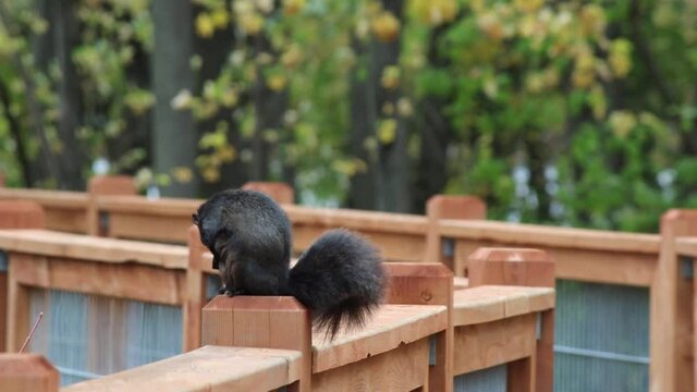 Black squirrel on top of a gallery post, yawning and cleaning itself, in autumn