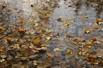 autumn yellow leaves on the water surface