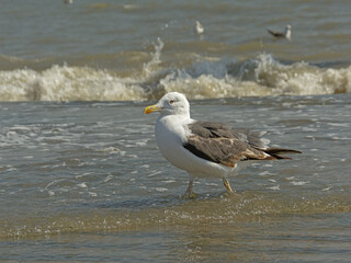 Greater black-backed gull in the waves on the shore of river Tagus, Lisbon