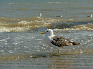 Greater black-backed gull in the waves on the shore of river Tagus, Lisbon