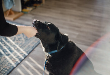 Treat for Black Lab