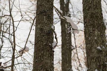 Bird is sitting on the tree