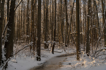 Winter day in forest by the lake