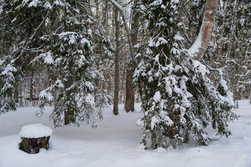 Snowy winter day in forest