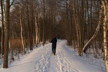 Sunny winter day in forest