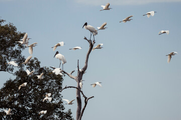 Tropical birs flying