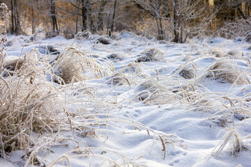 Winter meadow. Plants covered with frost and snow. Winter landscape