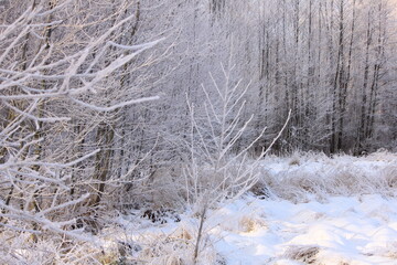 Zimowy las, drzewa pokryte szronem
