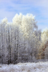 Zimowy, śnieżny krajobraz. Oszronione drzewa i trawy
