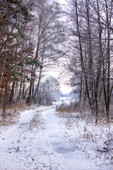 Zimowy las. Drzewa pokryte śniegiem i szronem. - obrazy, fototapety, plakaty