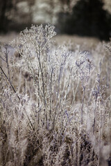 Zimowa łąka. Rośliny pokryte szronem i śniegiem. Zimowy krajobraz
