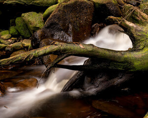 stream in the forest