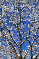 Winter nature background. Beautiful silhouette of snow covered tree in cold winter christmas landscape, tree close-up, new year