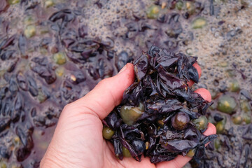Squeezed grapes in the winemaker's hand. Wine-making process.