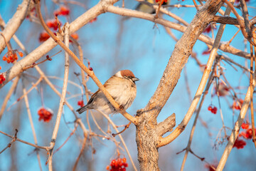 Sparrow on a branch. Blue sky.