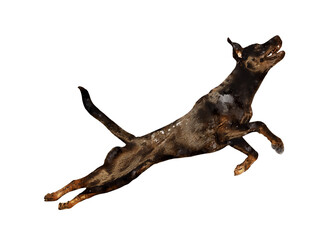 Jumping sport dog. Watercolor hand drawn illustration on white background. 