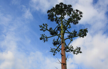Funny tree similar to a big broccoli against the blue sky