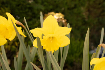 Floral. Closeup view of a daffodil flower of yellow petals, winter blooming in the garden.   © Gonzalo