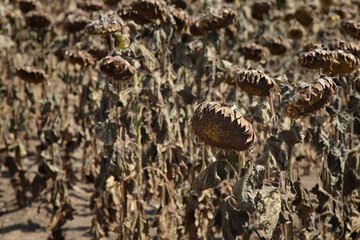 Natural disaster, drought in a sunflowers field, agriculture and climate change