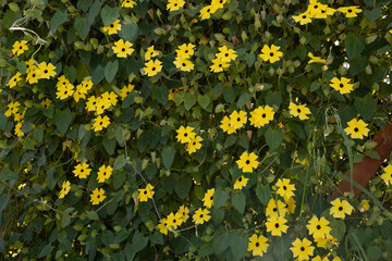 Floral background. View of Thunbergia alata, also known as black eyed Susan vine, blooming flowers of yellow petals and green leaves, growing in the garden.