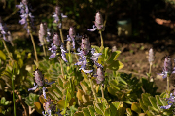 Floral. Closeup view of Plectranthus neochilus, also known as Lobster Bush, green leaves and purple flowers blooming in the garden.