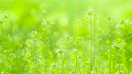 Green summer nature background. Soft focus image with shallow depth of field of wild meadow grass. Unobtrusive green meadow background. 