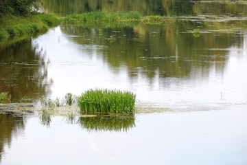 beautiful pond in the forest	