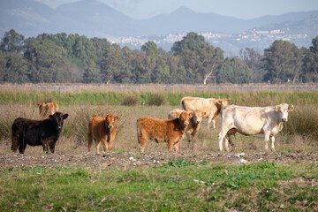 Cows by Lake Fogliano, Circeo National Park, Italy