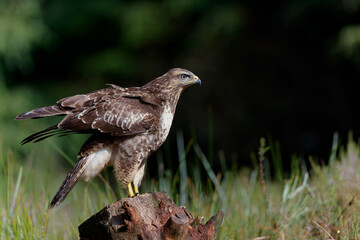 Common Buzzard (Buteo buteo) sarching for food in the forest of Noord Brabant in the Netherlands. ...