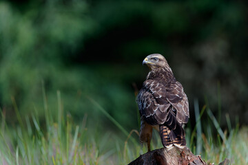 Common Buzzard (Buteo buteo) sarching for food in the forest of Noord Brabant in the Netherlands.  Green forest background