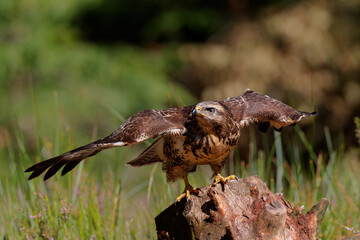 Common Buzzard (Buteo buteo) sarching for food in the forest of Noord Brabant in the Netherlands.  Green forest background