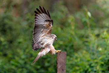 Common Buzzard (Buteo buteo) sarching for food in the forest of Noord Brabant in the Netherlands. ...
