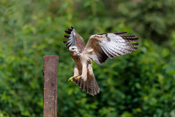Common Buzzard (Buteo buteo) sarching for food in the forest of Noord Brabant in the Netherlands.  Green forest background