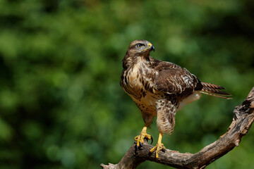Common Buzzard (Buteo buteo) sarching for food in the forest of Noord Brabant in the Netherlands.  Green forest background