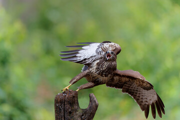 Common Buzzard (Buteo buteo) sarching for food in the forest of Noord Brabant in the Netherlands.  Green forest background