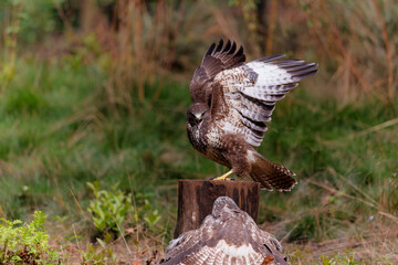 Common Buzzard (Buteo buteo) sarching for food in the forest of Noord Brabant in the Netherlands.  Green forest background