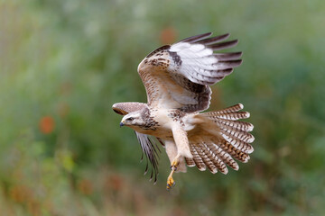 Common Buzzard (Buteo buteo) sarching for food in the forest of Noord Brabant in the Netherlands. ...