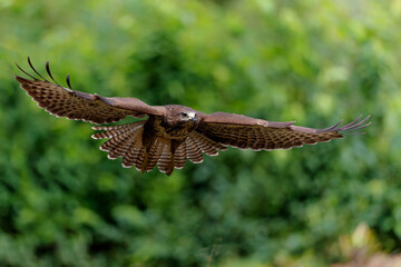 Common Buzzard (Buteo buteo) sarching for food in the forest of Noord Brabant in the Netherlands. ...