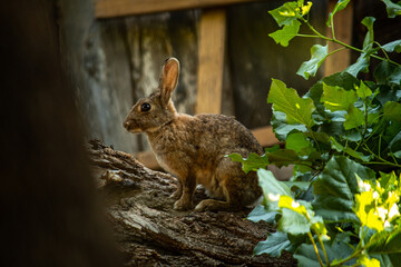 Rabbit