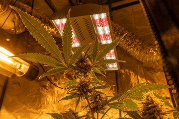 Indoor growing potted Marijuana with professional lights.