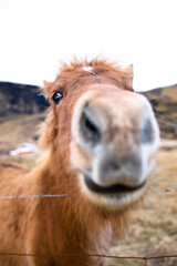 Icelandic Horse closeup face