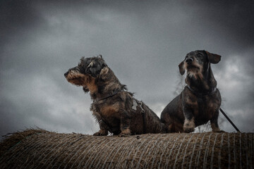 Badger dogs on hay ball in dark cloudy winter day