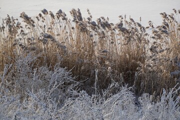 Between Christmas and New Year. Sunny day and frost on the branches. Reeds on the lake