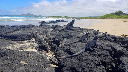 Marine iguanas basking in the sun at the beach on the island of Isabela, Galapagos archipelago.
