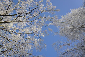 Between Christmas and New Year. Sunny day and frost on the birches. Bottom view against blue sky