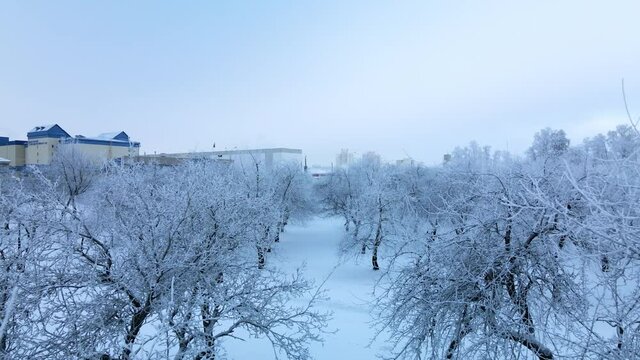 Winter city garden.  Trees in the snow. Flying over a snow-covered park. Aerial photography.