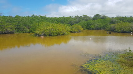 Pink flamingos on the lake, Galapagos Island, Isabela island, Ecuador